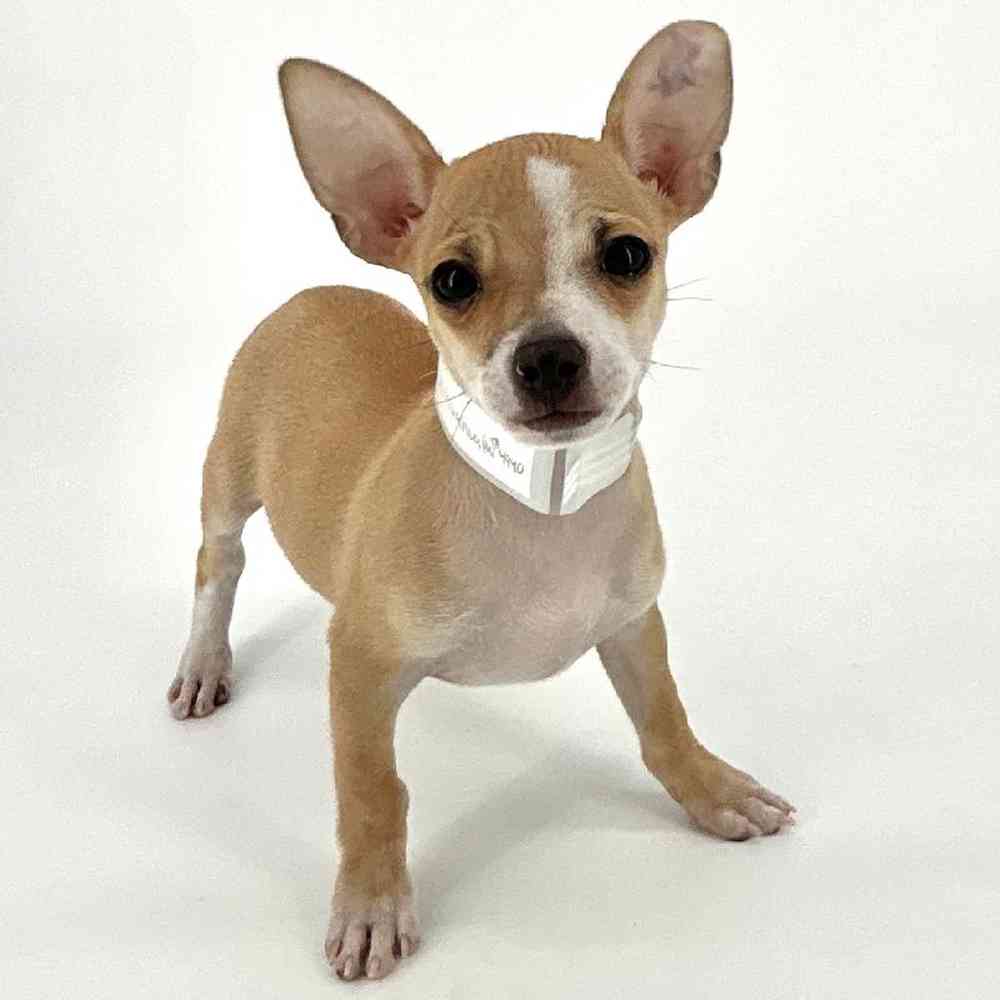Male Chihuahua Puppy for Sale in Tolleson, AZ