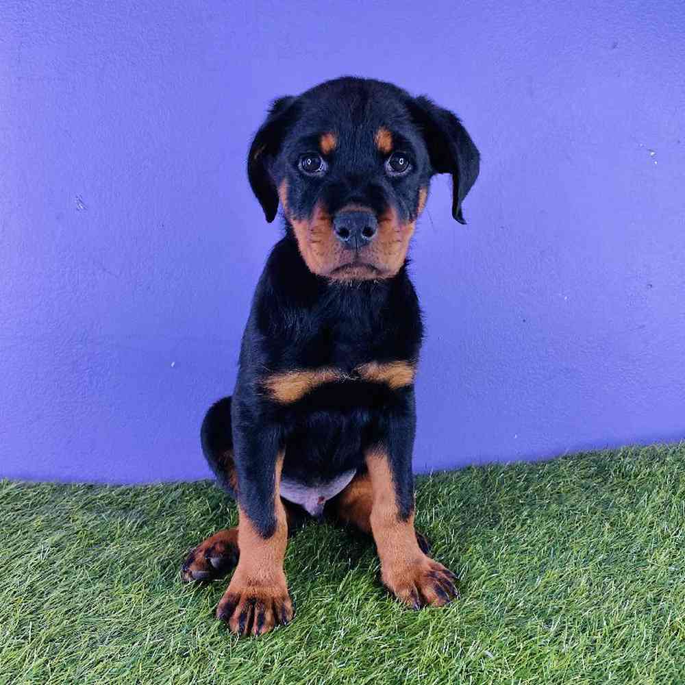Male Rottweiler Puppy for sale