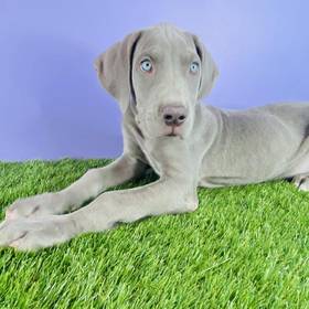 Great Dane