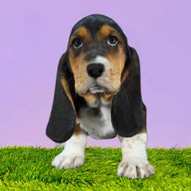 Basset Hound