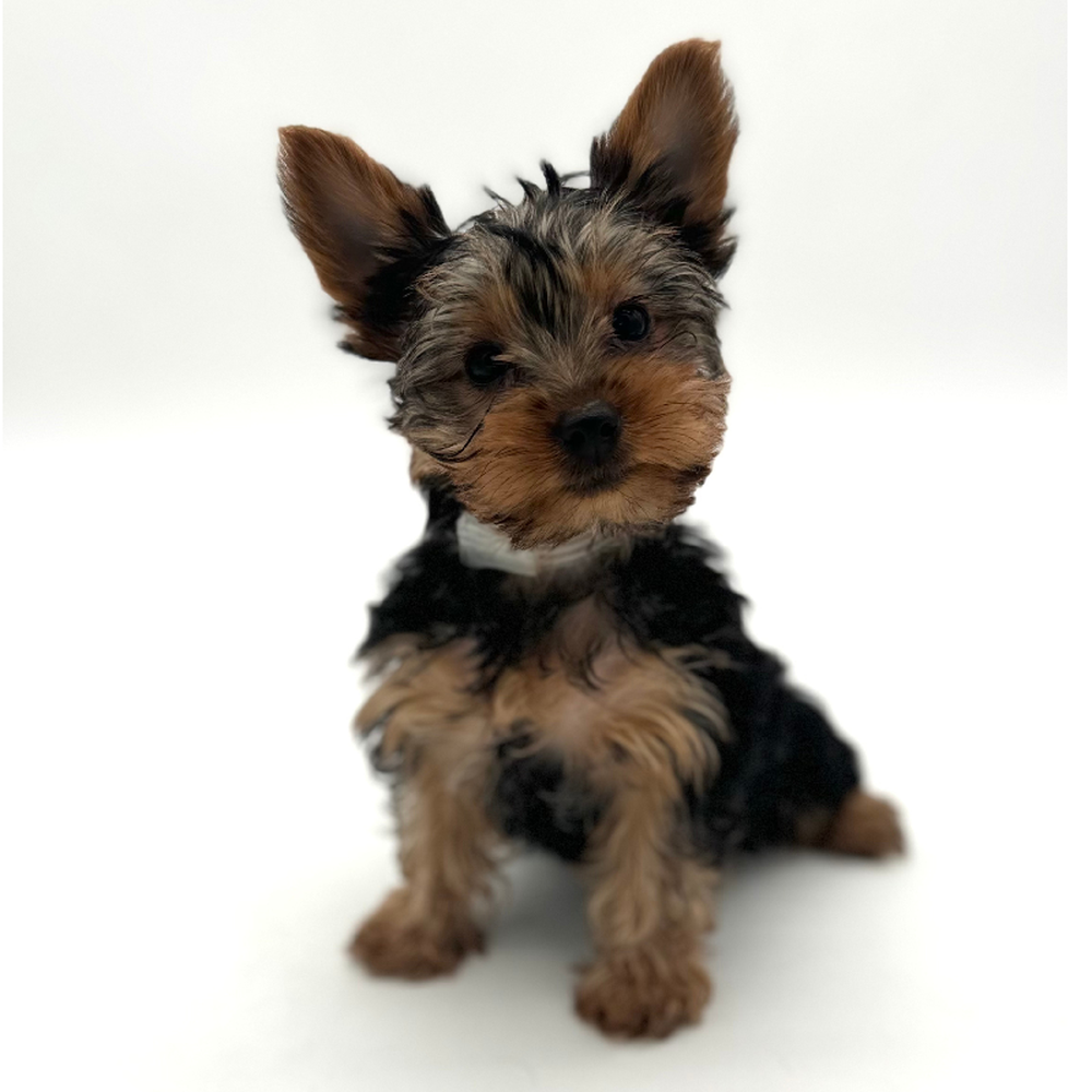 Yorkie