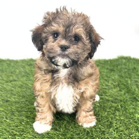 Teddy Bear