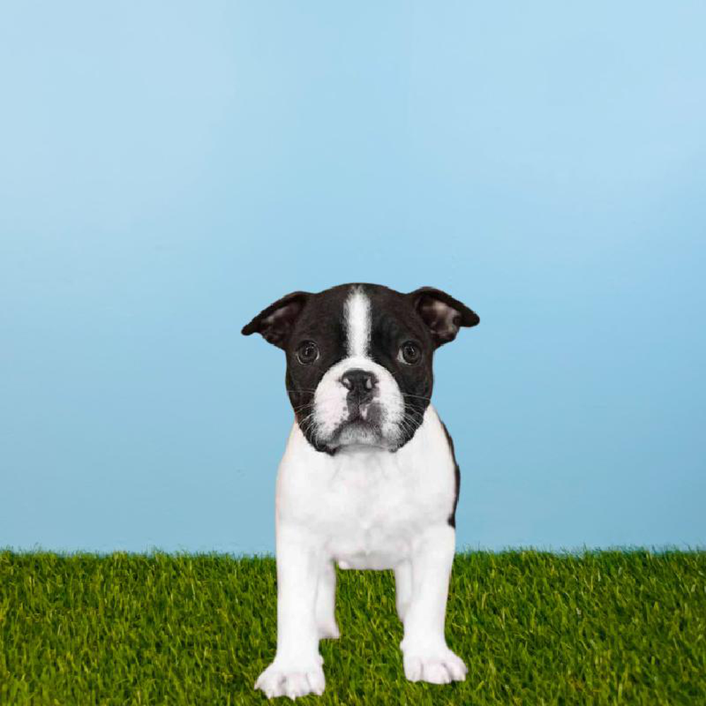 carousel pet images