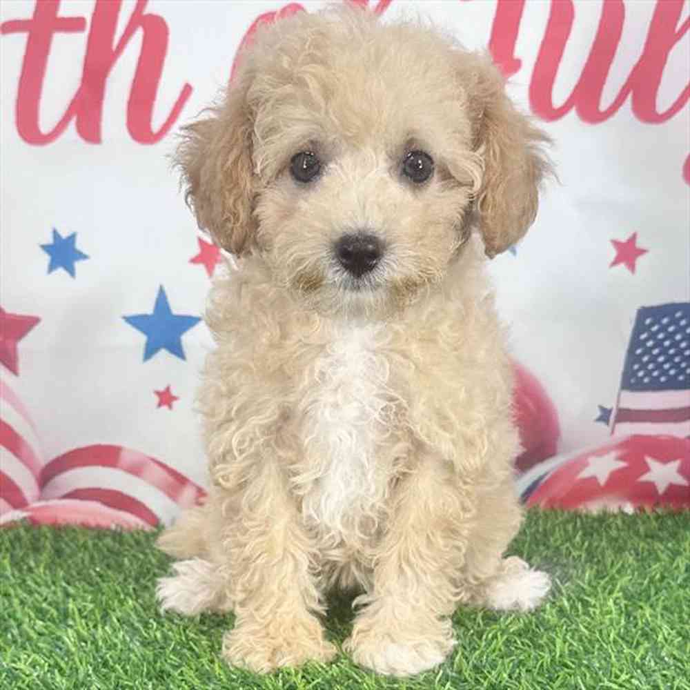 pet breed image