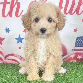 Bichapoo