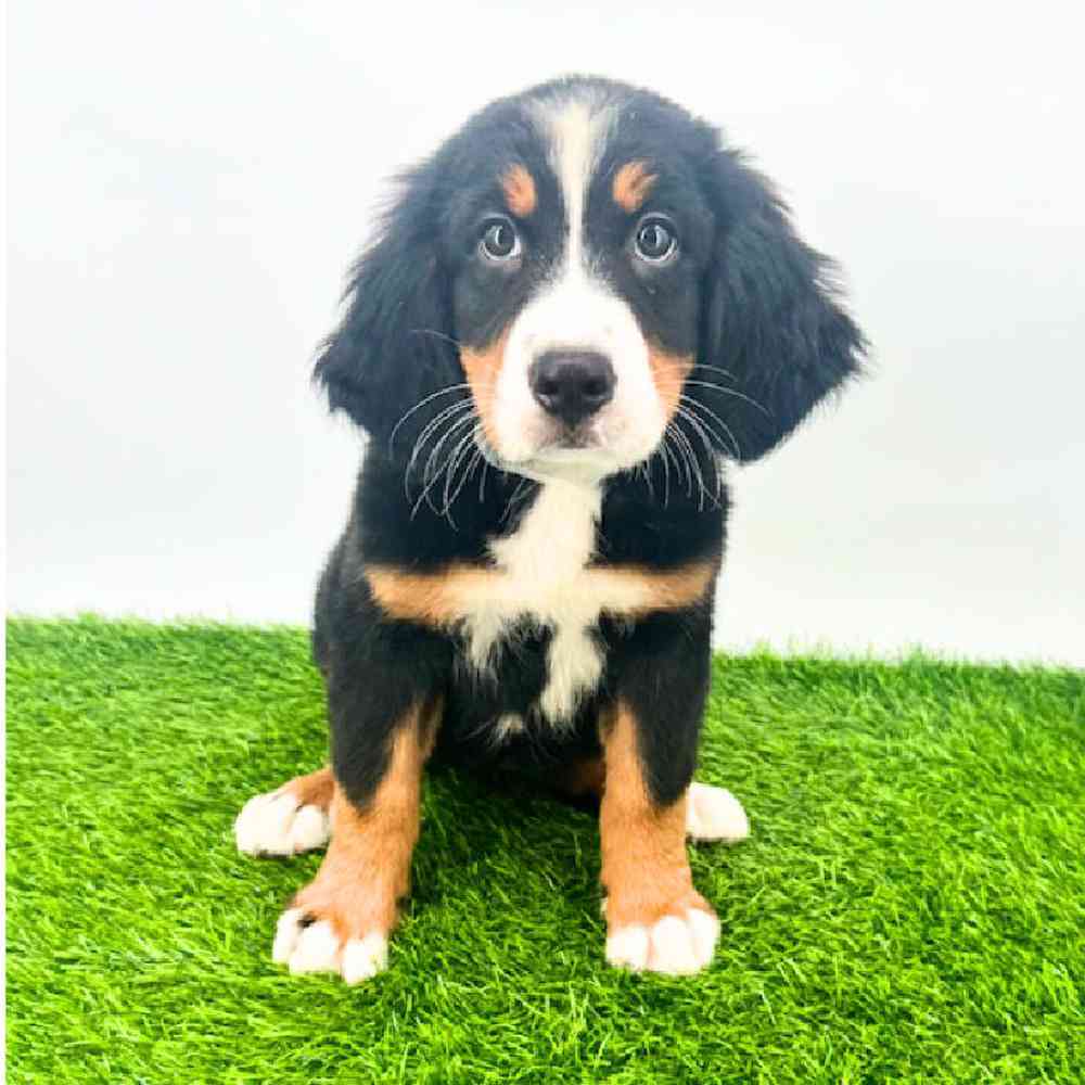 pet breed image