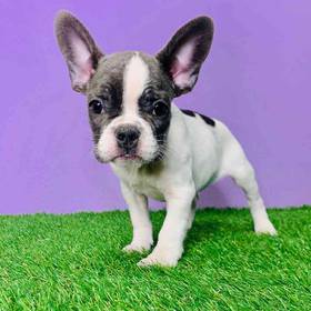 French Bulldog