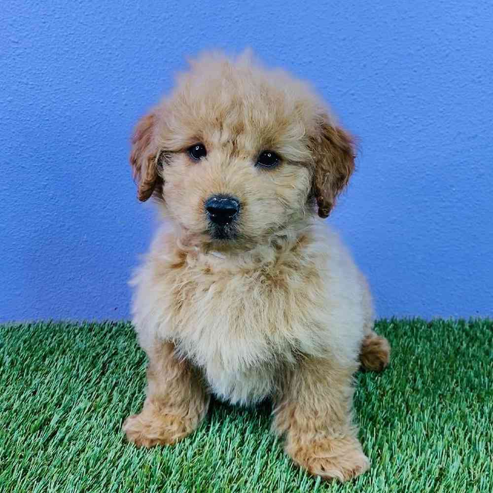 Female 2nd Gen Mini Goldendoodle Puppy for sale