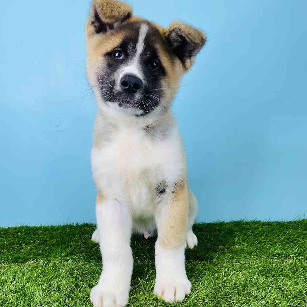 Male Akita Puppy for sale