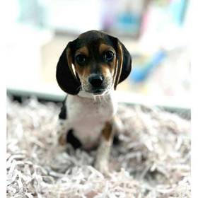 Beagle