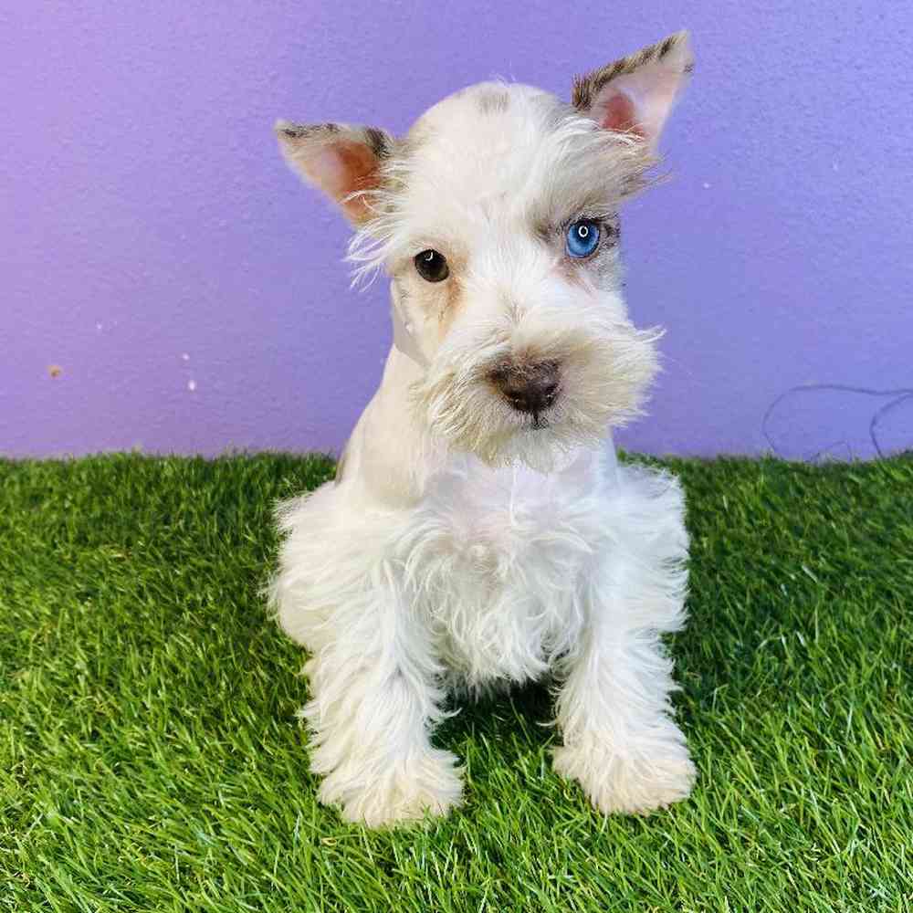 Male Mini Schnauzer Puppy for sale