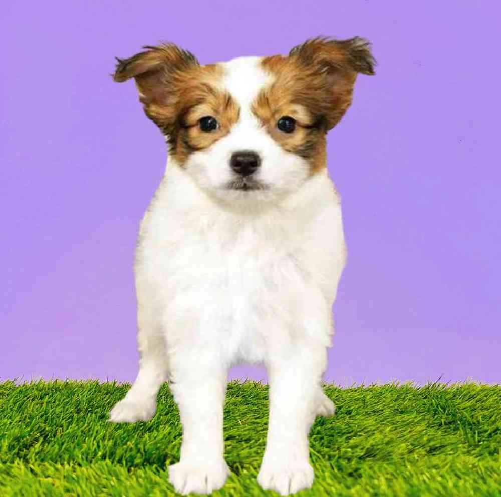 Female Papillon Puppy for Sale in Puyallup, WA