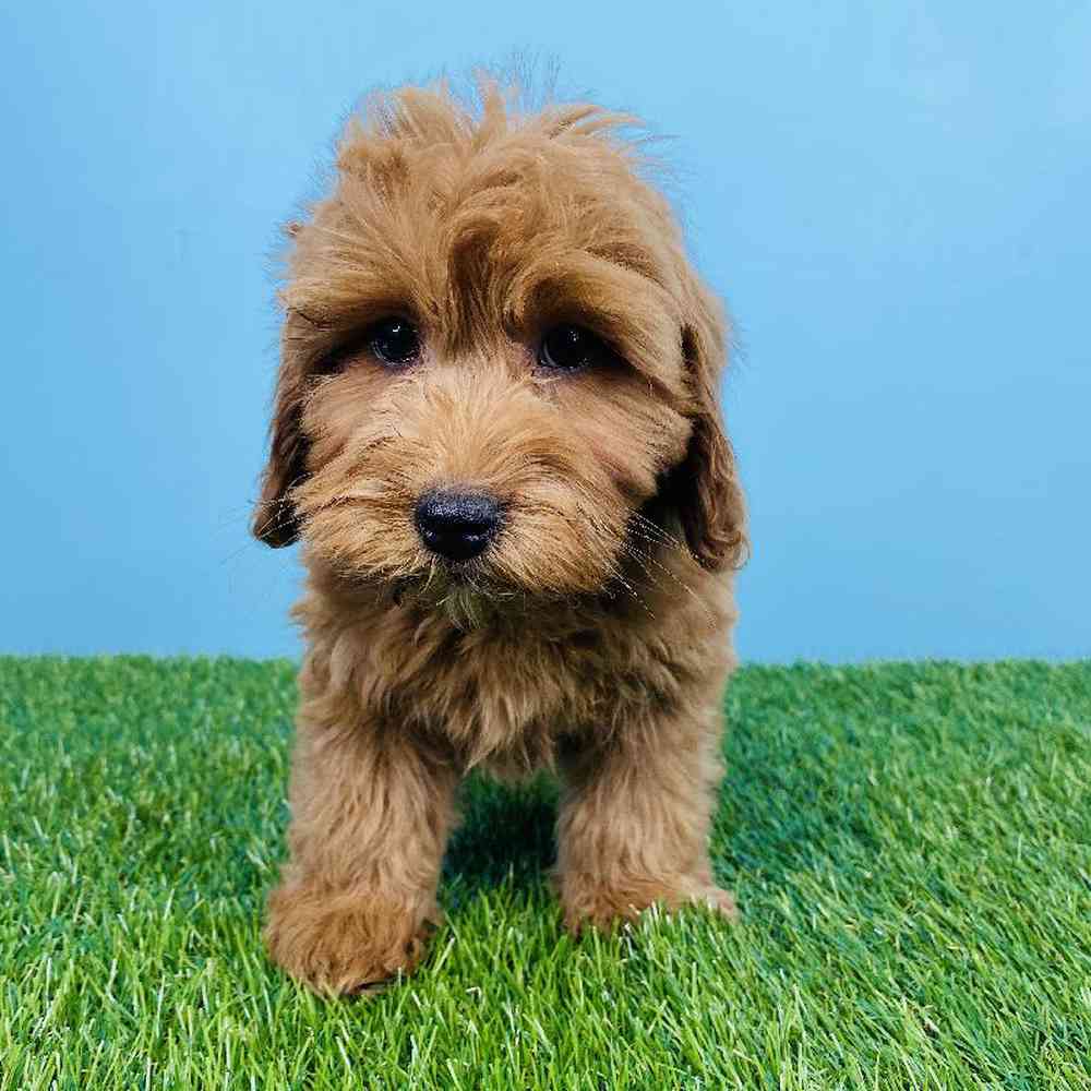 Female 2nd Gen Mini Goldendoodle Puppy for sale