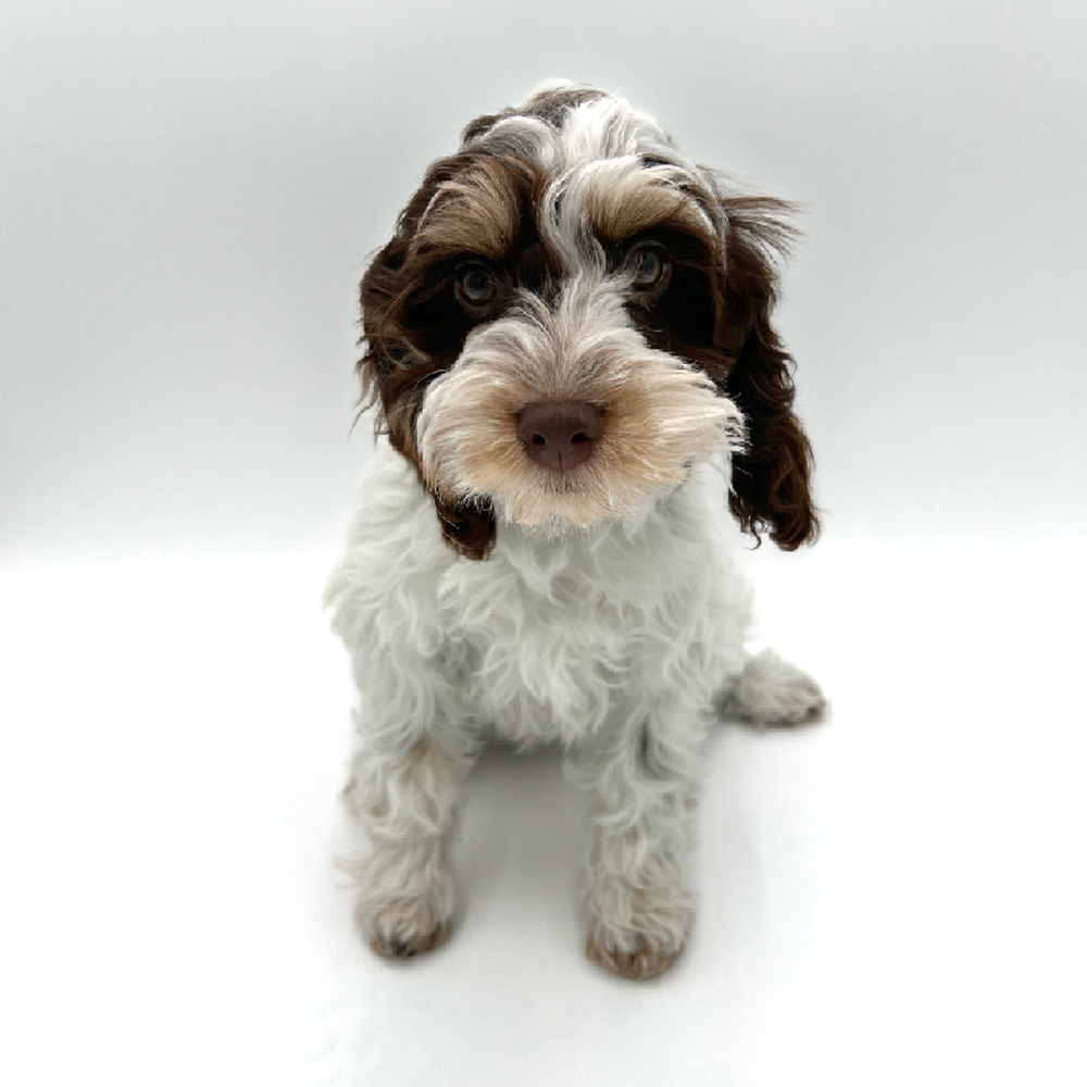 Female Cockapoo Puppy for Sale in San Antonio, TX