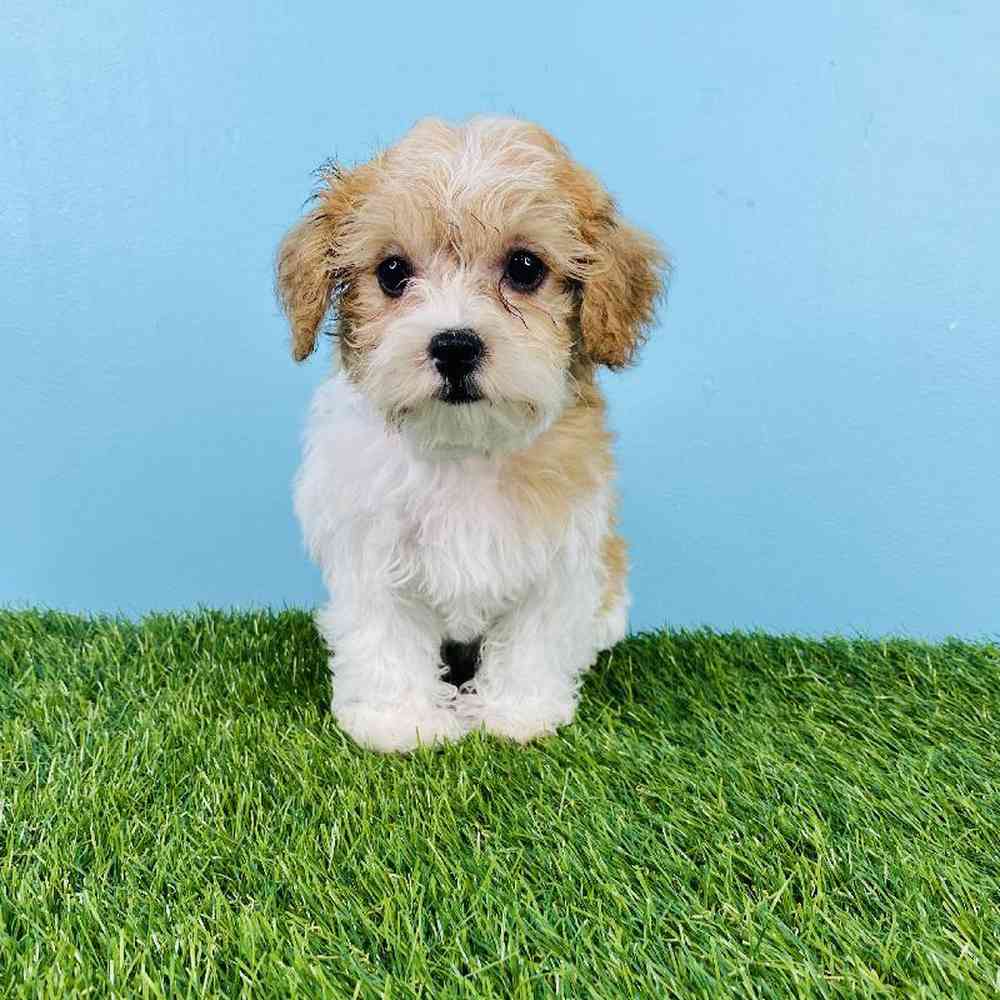 Yorkie poo puppies for sale sales near me