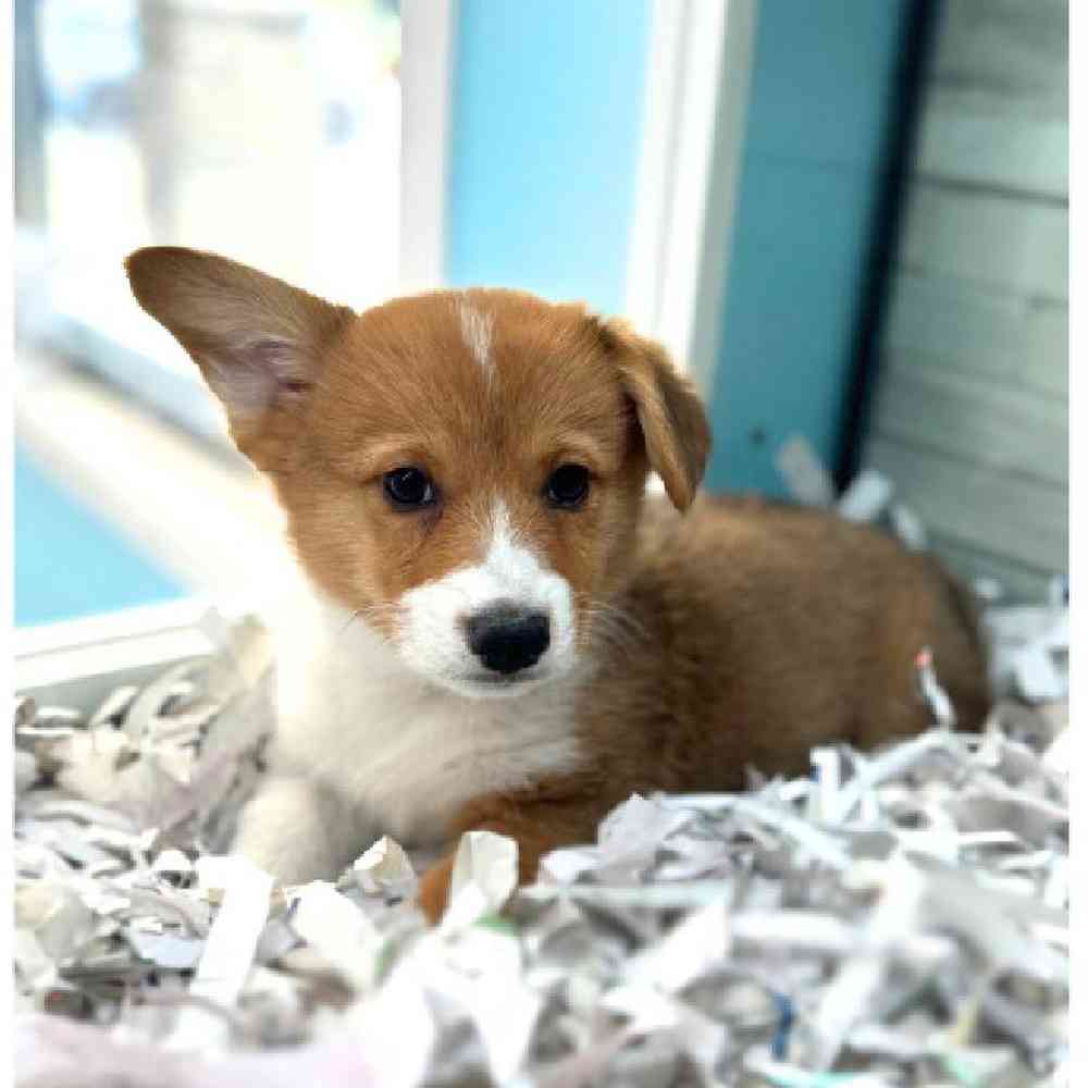 carousel pet images