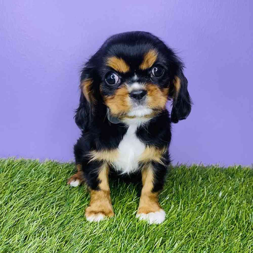 Female Cavalier King Charles Spaniel Puppy for sale