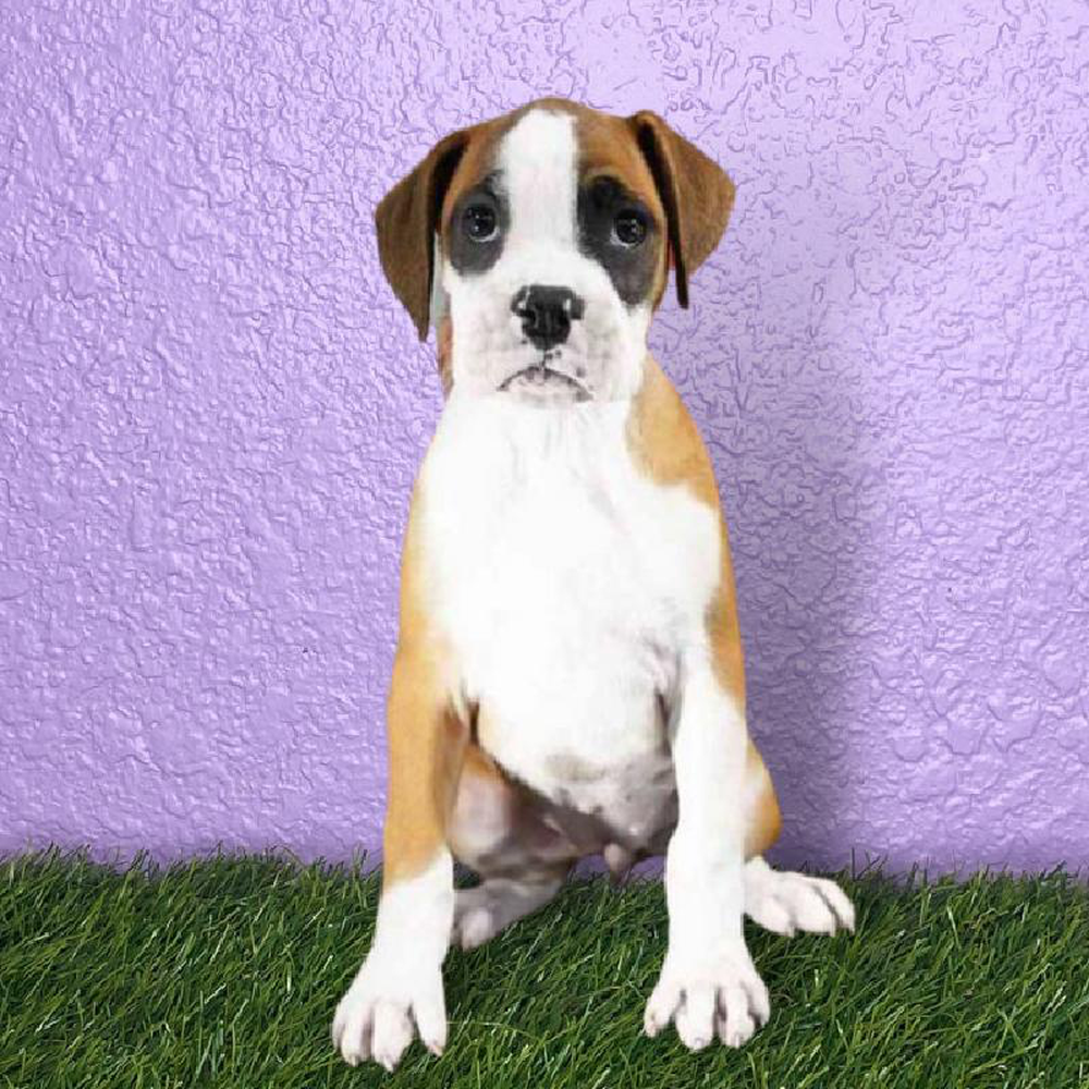 Female Boxer Puppy for sale