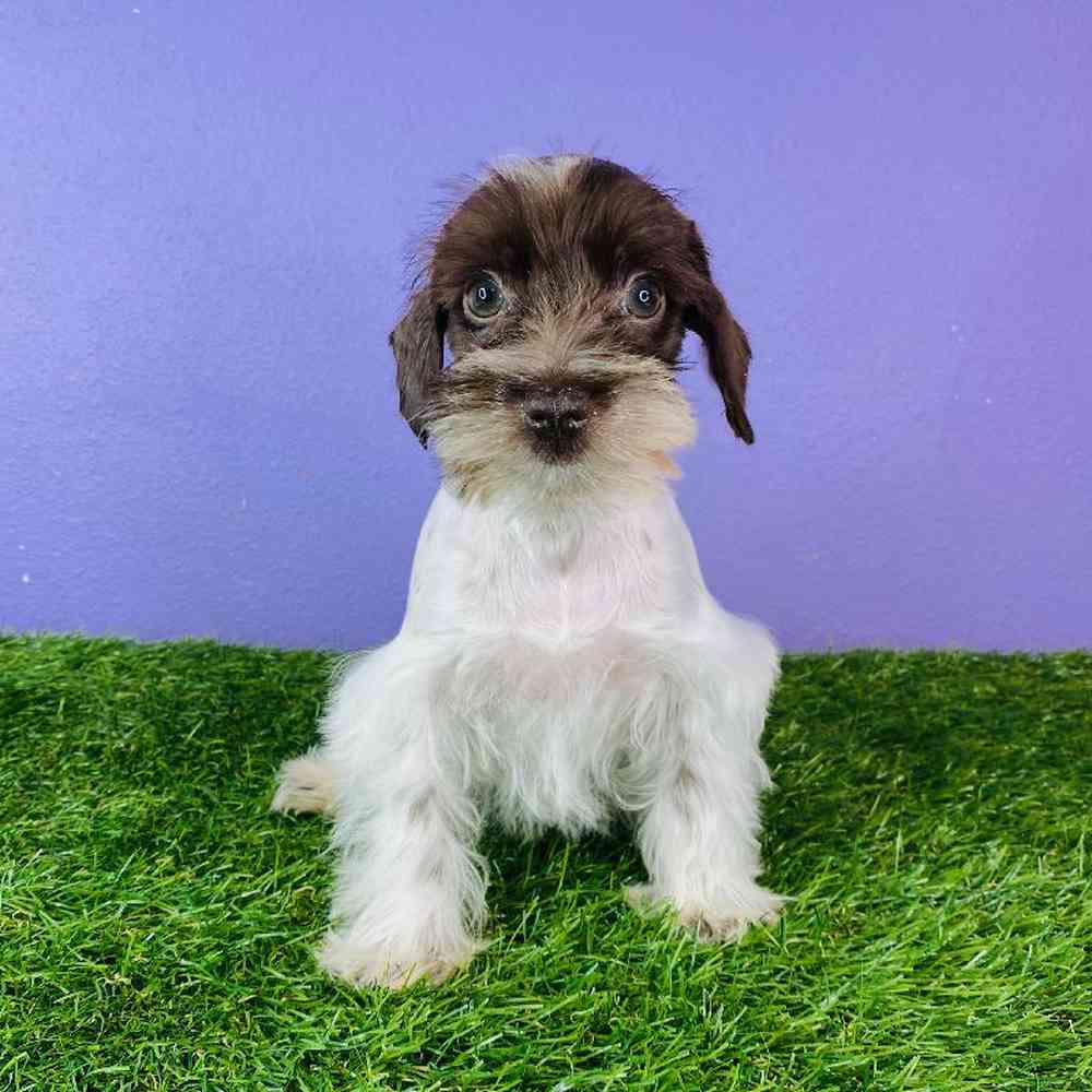 Female Mini Schnauzer Puppy for sale