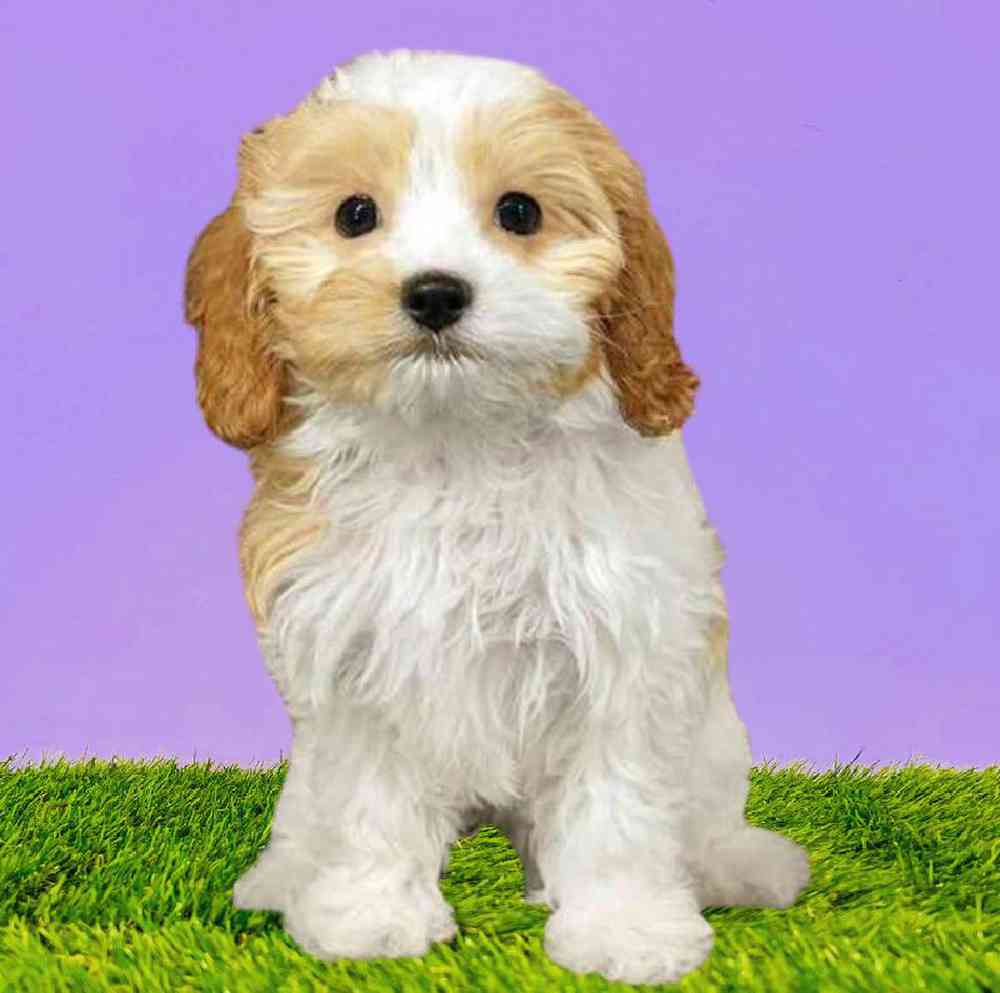 carousel pet images