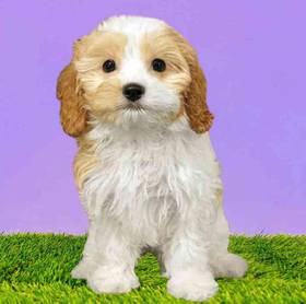 Cavapoo