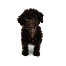 Cockapoo