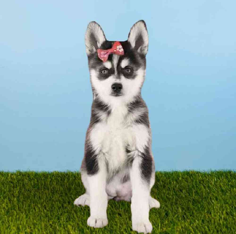 carousel pet images