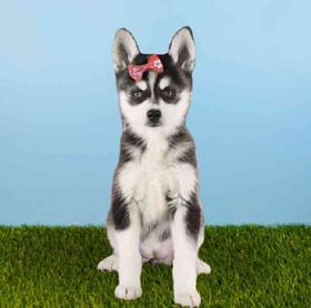 Alaskan Klee Kai