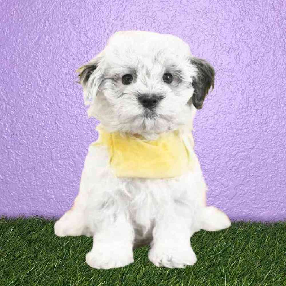Male Havanese Puppy for sale
