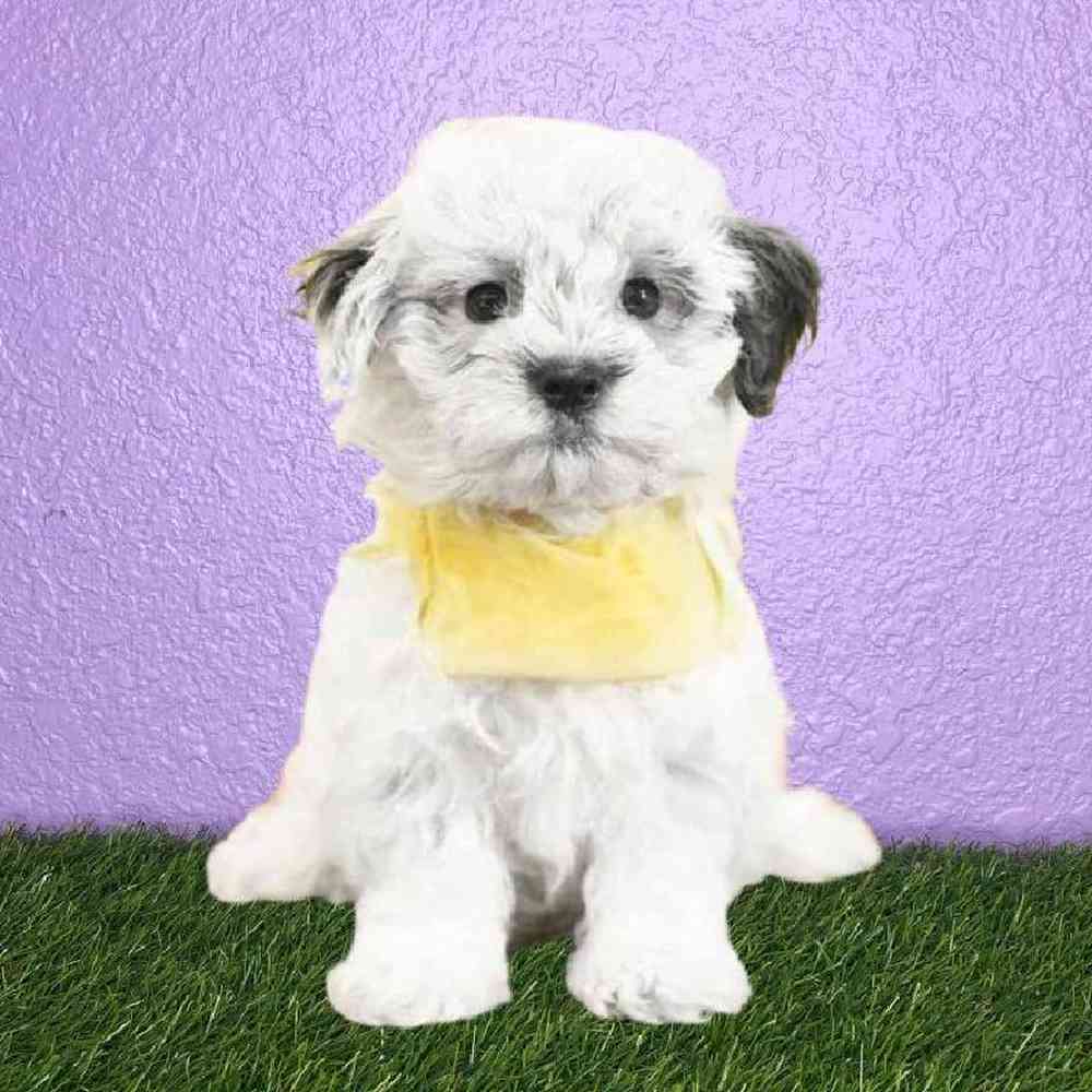 Male Havanese Puppy for sale