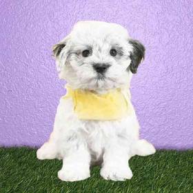 Havanese