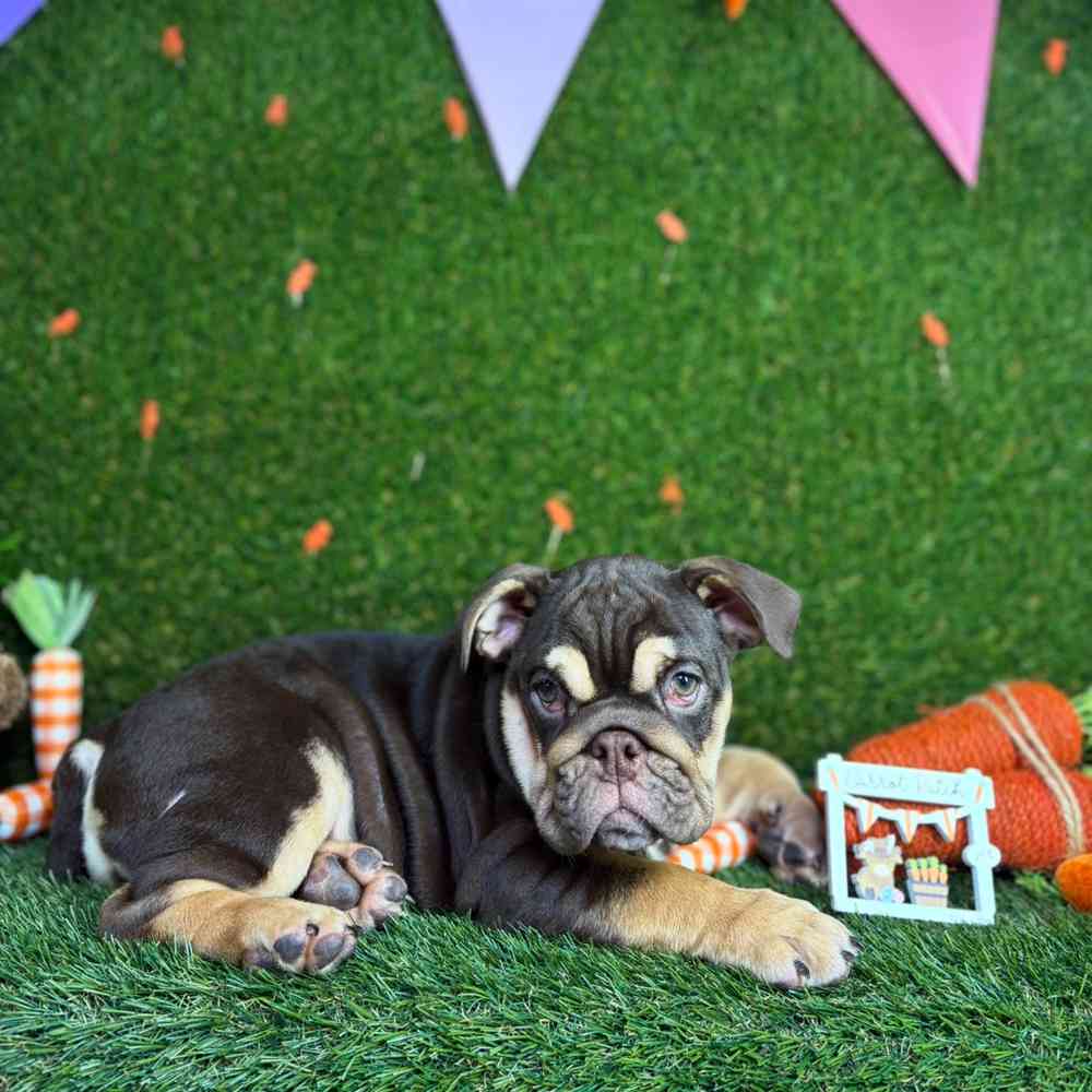 carousel pet images