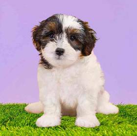 Yorkie/Teddy Bear