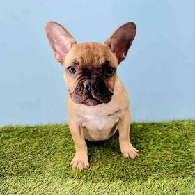 French Bulldog