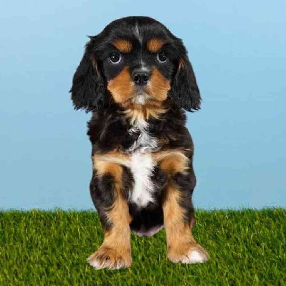 Male Cavalier King Charles Spaniel Puppy for sale