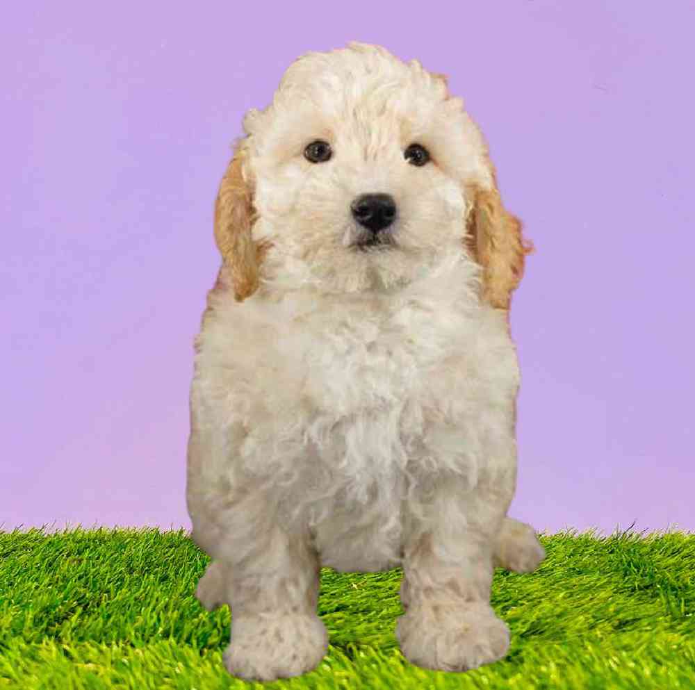Male 2nd Gen Mini Goldendoodle Puppy for Sale in Puyallup, WA
