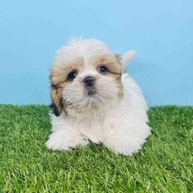 Shih Tzu