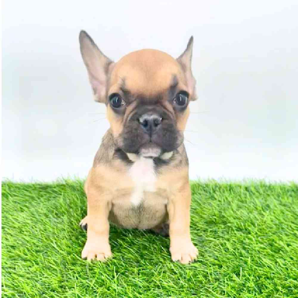 pet breed image