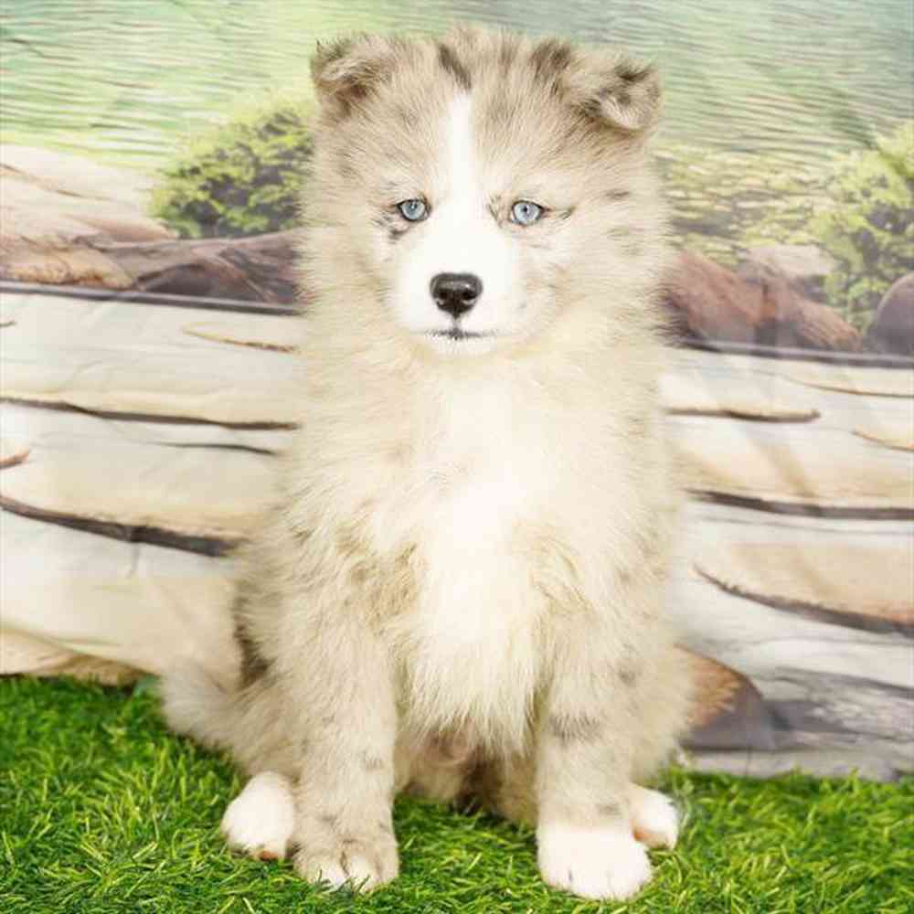 pet breed image