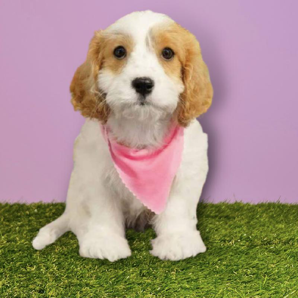 carousel pet images