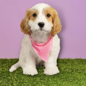 Cavachon