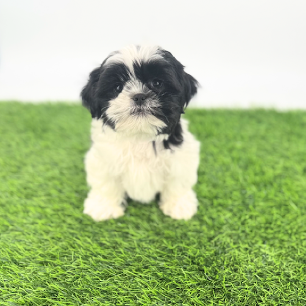 pet breed image