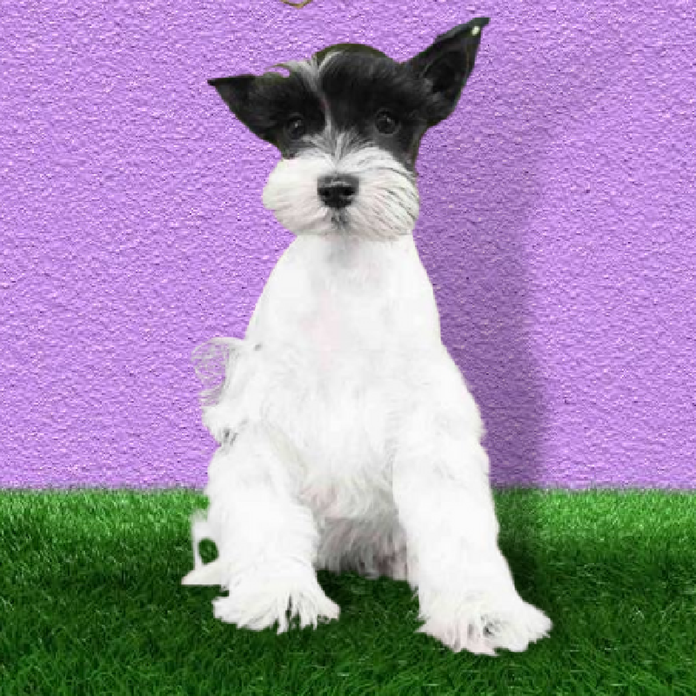 Female Mini Schnauzer Puppy for Sale in Marietta, GA