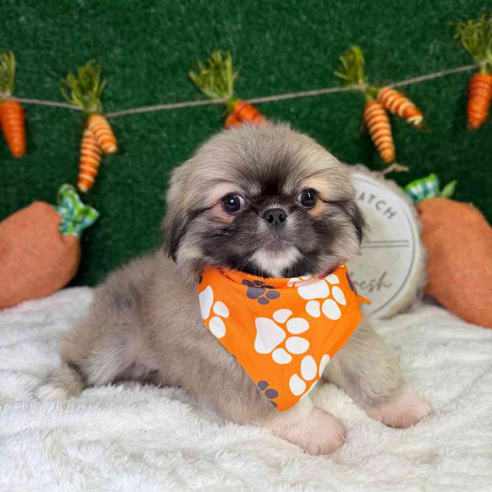 carousel pet images