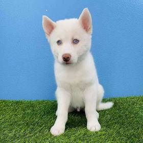 Pomsky
