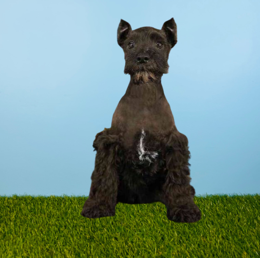 Female Mini Schnauzer Puppy for Sale in Tolleson, AZ