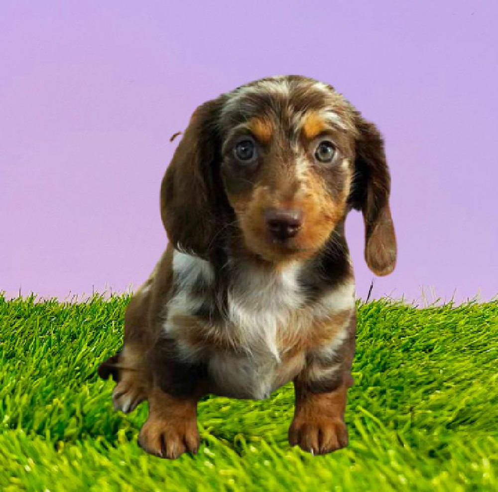 Female Dachshund Puppy for sale