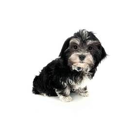 Havanese