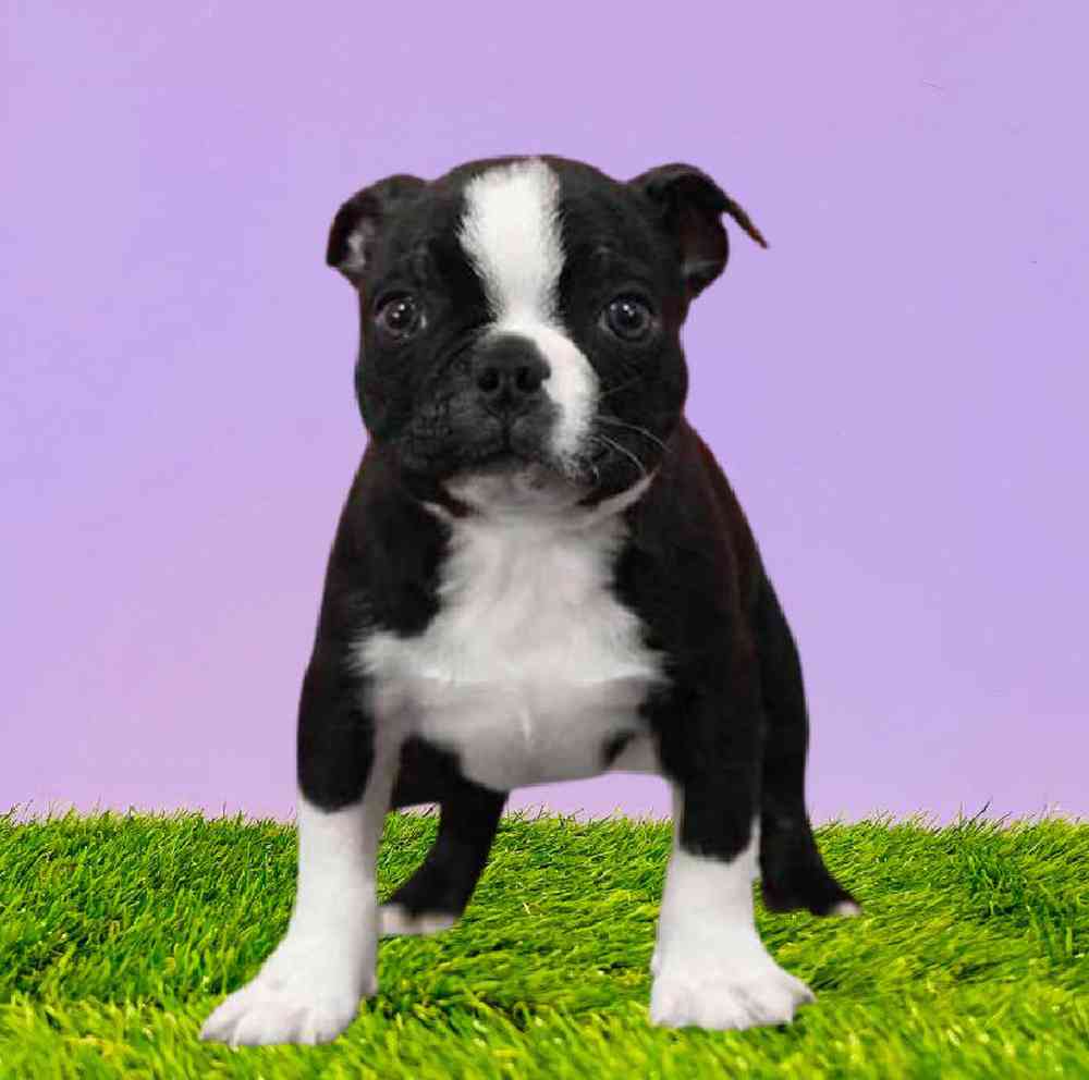 carousel pet images