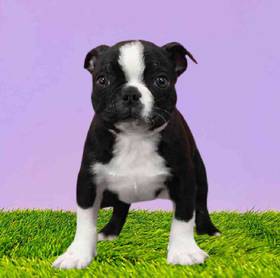 Boston Terrier